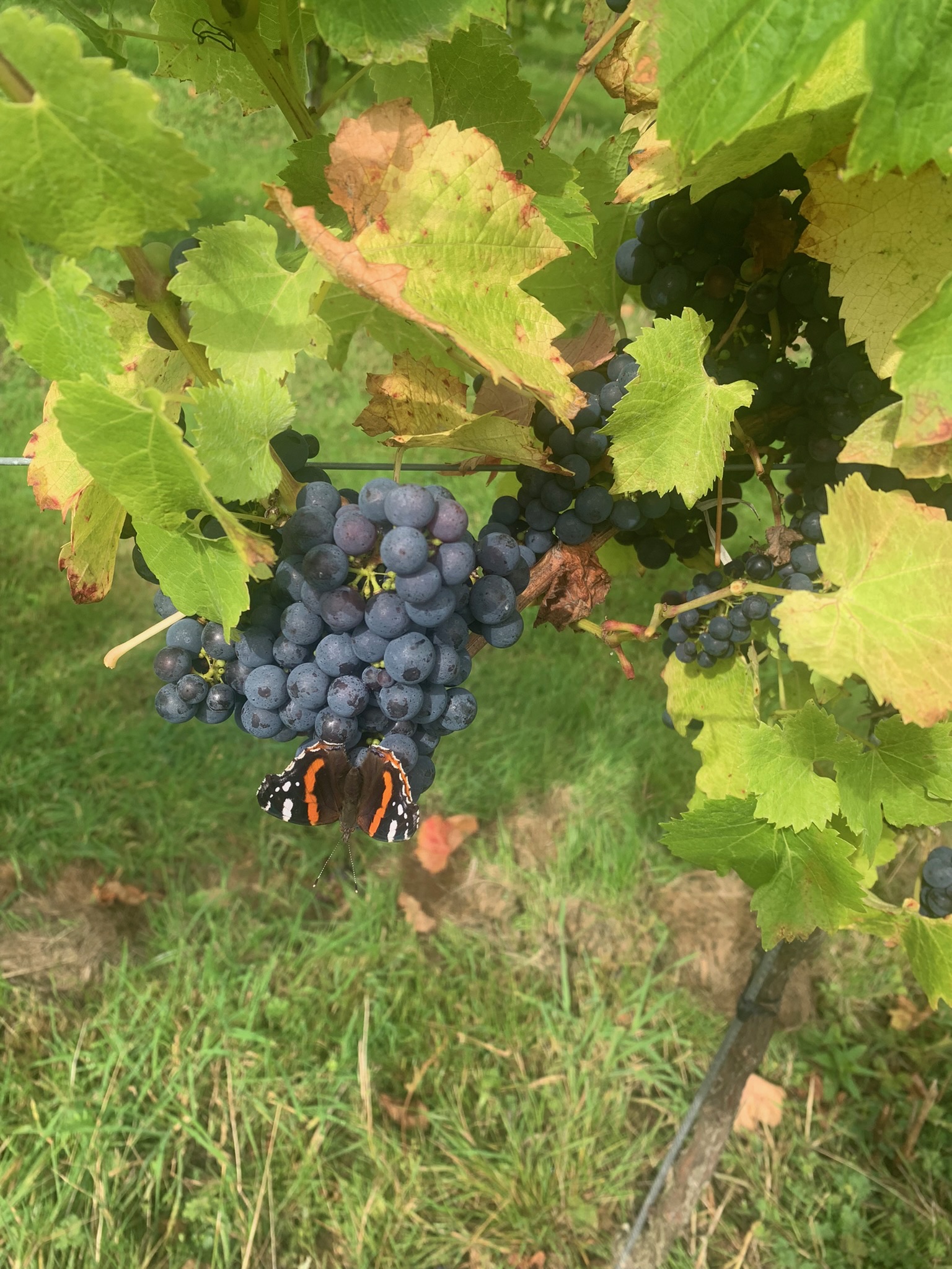 Butterfly on vine