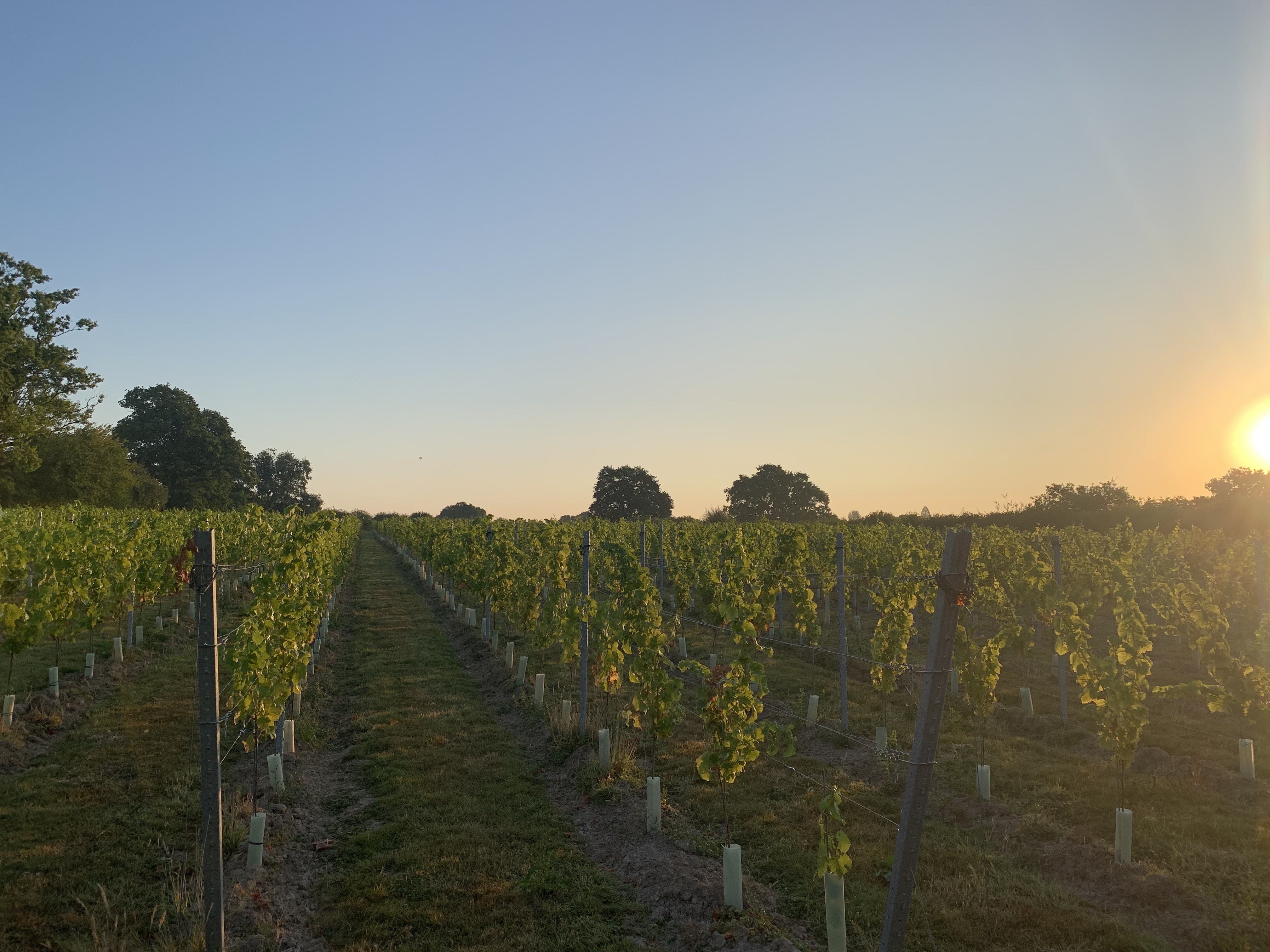 Heartenoak Vineyard Photo