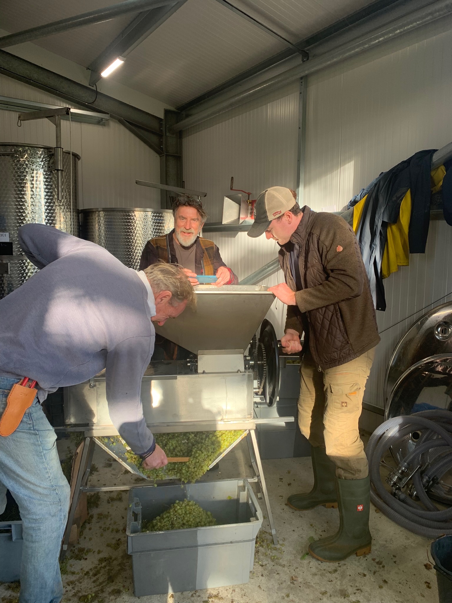 Processing White Grapes