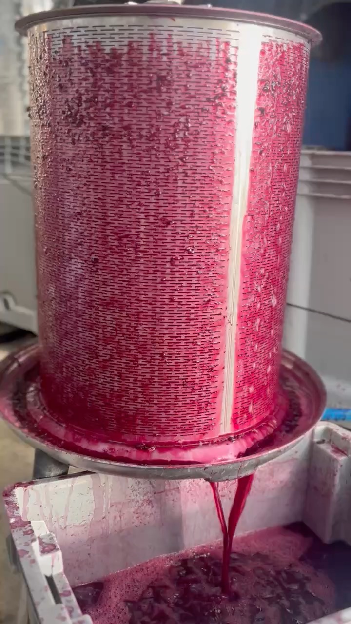 Processing Red Wine
